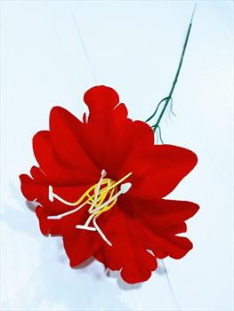 Одиночная бархатная лилия ОД 55