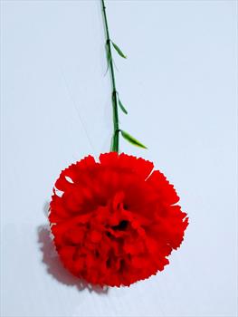 Одиночная бархатная гвоздика ОД128