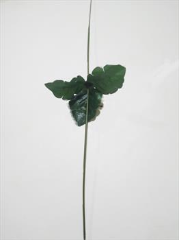 Стебель с листом ромашки Н03