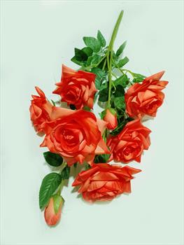 Куст розы Б01