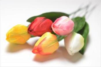 Тюльпан ОД75