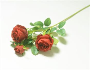 Ветка розы В13