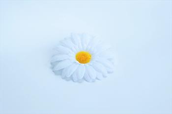 Голова ромашки Г49