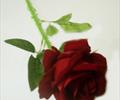 Одиночная роза бархатная ОД01