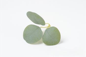 Лист эвкалипта Л75