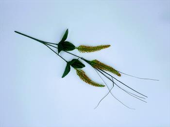 Ветка колоса В17