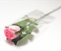 Одиночная роза латексная ОД01