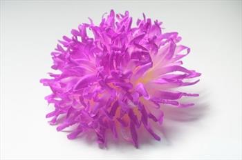 Голова хризантемы Г59